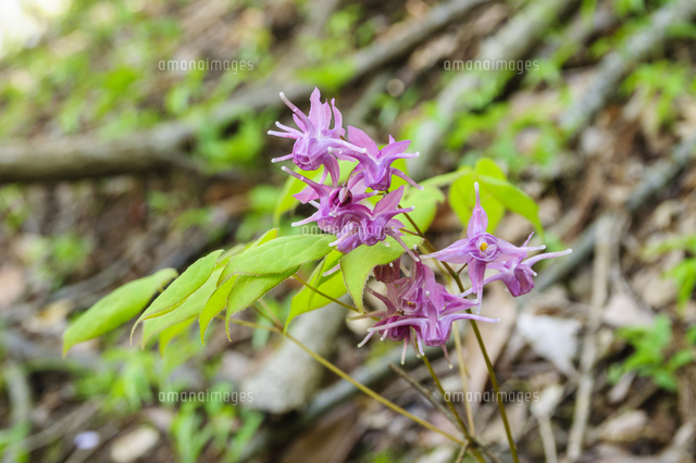 林縁に咲いた イカリソウの花 和名 イカリソウ 学名 Epimedium Grandiflorum Var Thunbergianum の写真素材 イラスト素材 アマナイメージズ