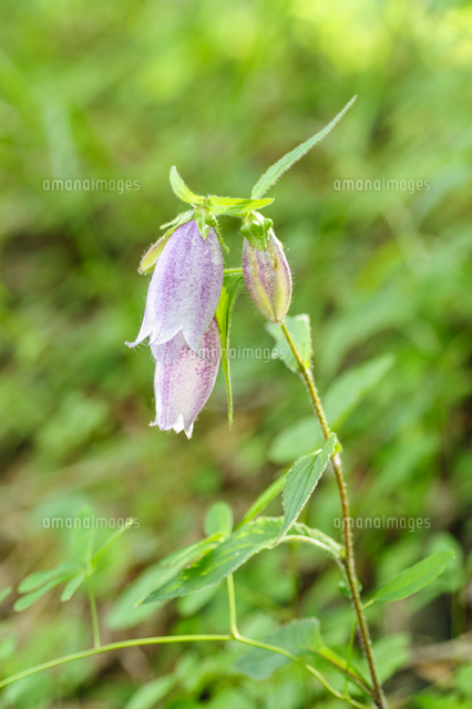 ヤマホタルブクロの花 ヤマホタルブクロは 日本固有種 和名 ヤマホタルブクロ 学名 Campanula Punctata の写真素材 イラスト素材 アマナイメージズ
