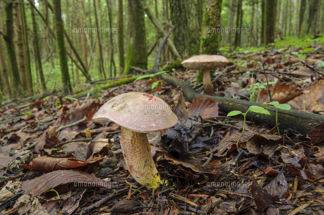 針葉樹 広葉樹混交林の地上に発生した アケボノアワタケ 食 和名 アケボノアワタケ 学名 Harrya Chr の写真素材 イラスト素材 アマナイメージズ