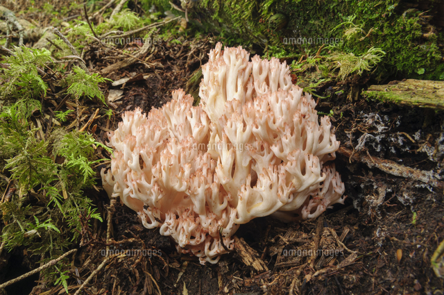 深山の針葉樹林に発生した ホウキタケ 食 広葉樹林にも発生する 和名 ホウキタケ 和名 Ramaria B の写真素材 イラスト素材 アマナイメージズ