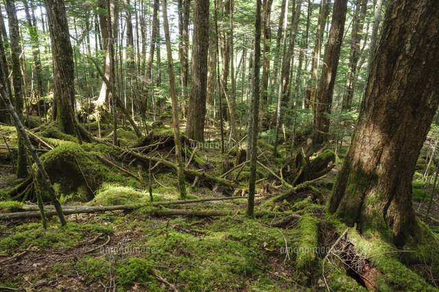 ウラジロモミ、ツガ、シラビソ、エゾマツなどの混じる、苔むした亜高山