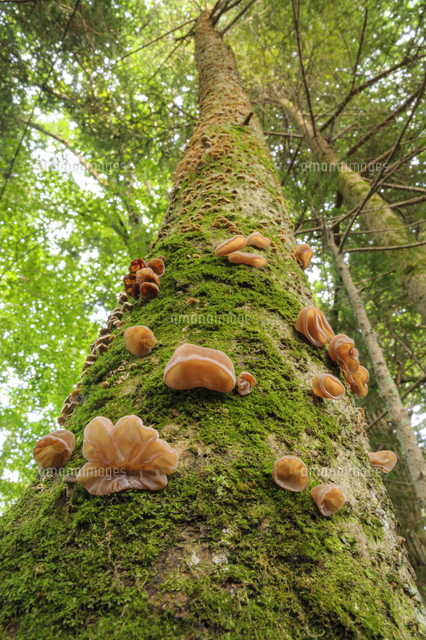 針葉樹のウラジロモミの枯れ木に群生する キクラゲ 食 珍しいケース 普通は広葉樹材上生 和名 キ の写真素材 イラスト 素材 アマナイメージズ