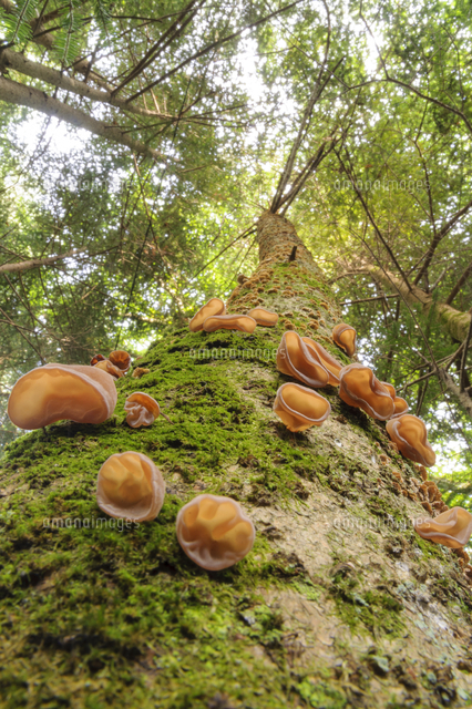 針葉樹のウラジロモミの枯れ木に群生する キクラゲ 食 珍しいケース 普通は広葉樹材上生 和名 キ の写真素材 イラスト 素材 アマナイメージズ