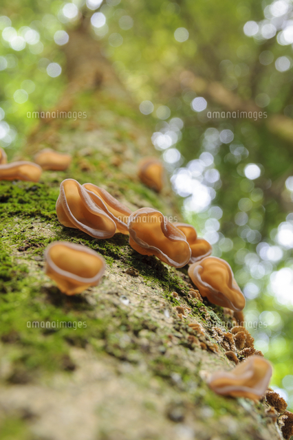 針葉樹のウラジロモミの枯れ木に群生する キクラゲ 食 珍しいケース 普通は広葉樹材上生 和名 キ の写真素材 イラスト 素材 アマナイメージズ