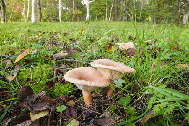 白樺 の植えられた 高原のキャンプ場の芝植えに発生した カラハツタケ 毒 傷つくと激しい辛味のある の写真素材 イラスト素材 アマナイメージズ