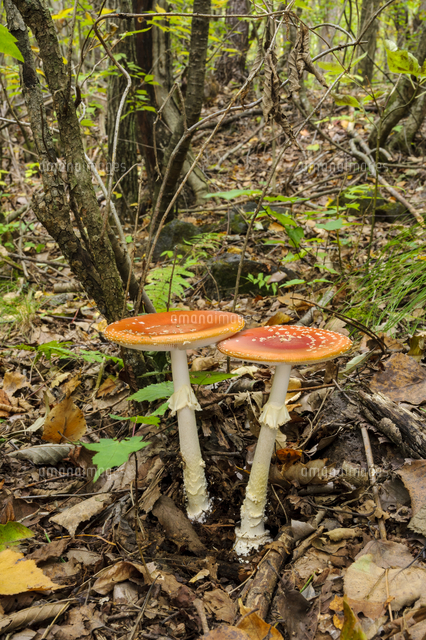 ベニテングタケ 毒 高原の雑木林に発生 白樺の菌根菌で有名だが 針葉樹にも発生 学名 Amanita の写真素材 イラスト素材 アマナイメージズ