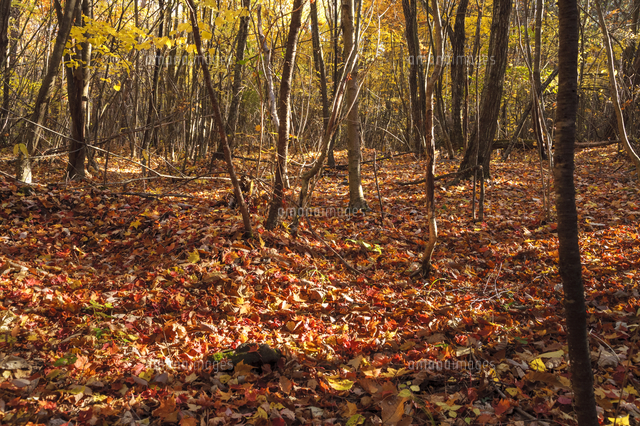 色葉散る 紅葉した落ち葉に埋め尽くされた高原の雑木林に長く伸びる 晩秋の木漏れ日 の写真素材 イラスト素材 アマナイメージズ