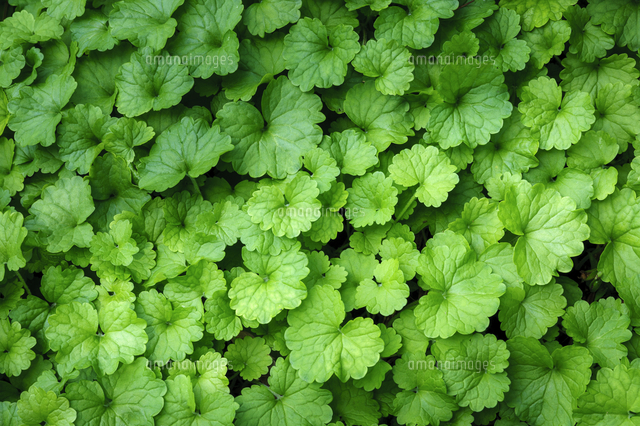 カキドオシ」の若い葉。山菜、和製ハーブ。 学名：Glechoma hederacea