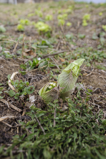 毒草 ハシリドコロ の新芽に似た形の ふきのとう 誤食の原因 の写真素材 イラスト素材 アマナイメージズ