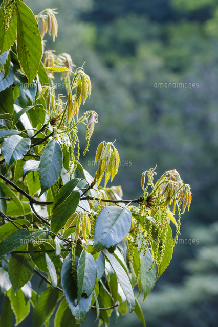 照葉樹 アラカシ の若芽と花 学名 Quercus Glauca の写真素材 イラスト素材 アマナイメージズ