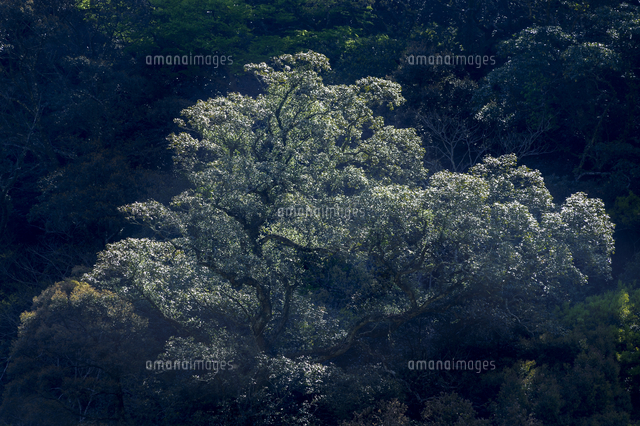 日差しを照り返して葉が輝く「タブノキ」の巨木。綾の照葉樹林にて