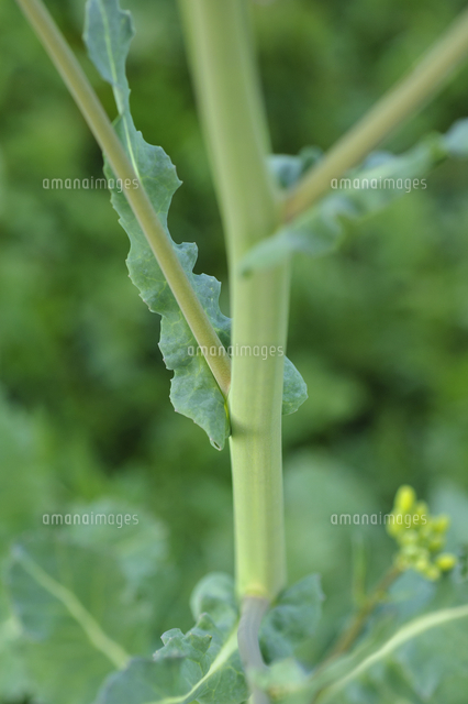 葉の付け根が茎を抱く アブラナ セイヨウアブラナ よく似た花のカラシナとの見分けのポイント の写真素材 イラスト 素材 アマナイメージズ 葉の付け根が茎を抱く アブラナ セイヨウアブラナ よく似た花のカラシナとの見分けのポイント の写真素材 イラスト 素材 アマナイメージズ