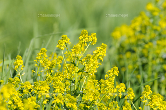 ハルザキヤマガラシ の花 日本の侵略的外来種ワースト100 学名 Barbarea Vulgaris の写真素材 イラスト 素材 アマナイメージズ