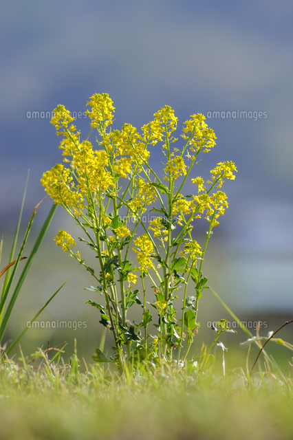 ハルザキヤマガラシ の花 日本の侵略的外来種ワースト100 学名 Barbarea Vulgaris の写真素材 イラスト 素材 アマナイメージズ