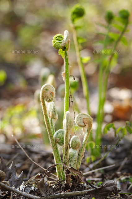 綿毛に包まれた ヤマドリゼンマイ の芽出し 栄養葉 学名 Osmunda Cinnamomea の写真素材 イラスト素材 アマナイメージズ