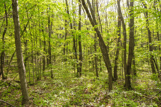 木漏れ日踊る コナラ 主体の雑木林 薪炭林 の新緑 学名 Quercus Serrata の写真素材 イラスト 素材 アマナイメージズ
