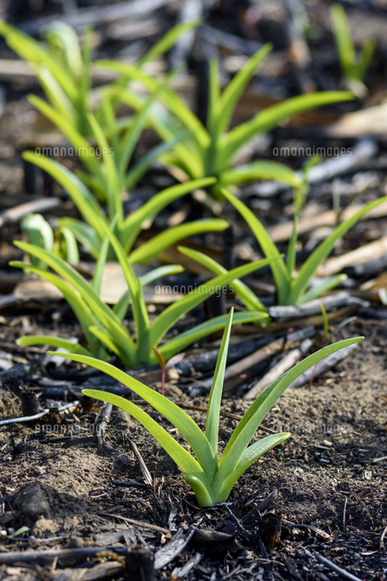 山菜「ヤブカンゾウ」の若芽。野焼きの跡地に、他の植物に先んじて一斉