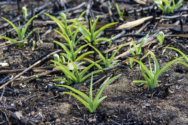 山菜「ヤブカンゾウ」の若芽。野焼きの跡地に、他の植物に先んじて一斉
