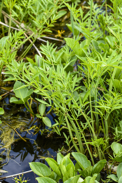 湿原の片隅に生えた、日本三大猛毒植物の一つ「ドクゼリ」の新芽。野菜