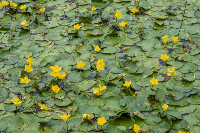 休耕田を利用した浅い池の水面を覆う「アサザ」の花。学名：Nymphoides