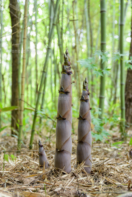 ハチク の筍 大きく見えるが じつは食べごろ Phyllostachys Nigra Var Henonis の写真素材 イラスト素材 アマナイメージズ