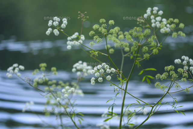 湖畔に咲いた「ドクゼリ（猛毒）」の花。日本三大有毒植物の一つ