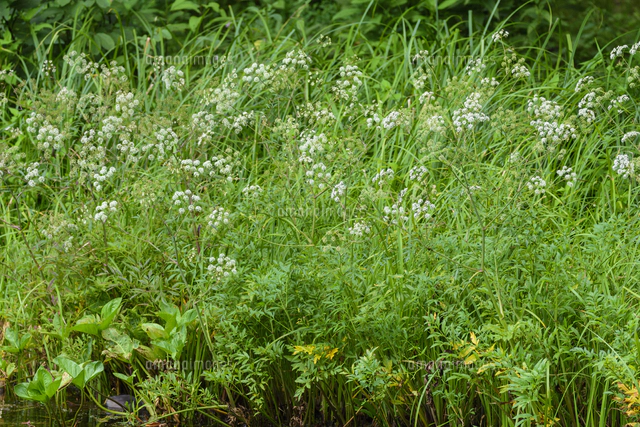 湖畔に咲いた「ドクゼリ（猛毒）」の花。日本三大有毒植物の一つ