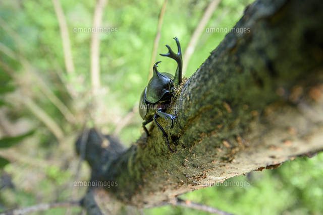 樹液を舐める カブトムシ を木の上から見る 学名 Trypoxylus Dichotomus の写真素材 イラスト 素材 アマナイメージズ