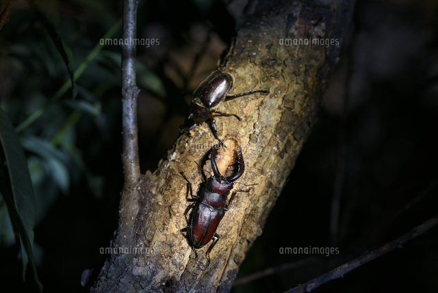 昆虫酒場の夜。樹液を舐める「ノコギリクワガタ」と「カブトムシ