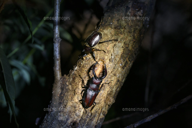昆虫酒場の夜。樹液を舐める「ノコギリクワガタ」と「カブトムシ