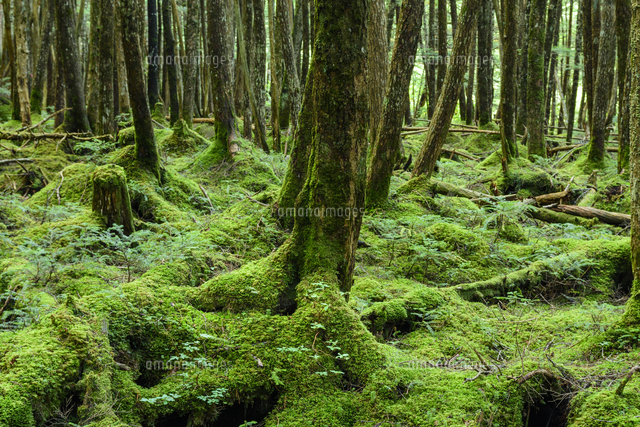 苔の楽園。苔むす緑の亜高山針葉樹原生林。日本三大原生林「緑の回廊