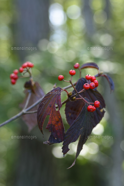 600 山採り　ミヤマガマズミ 山採り自然樹形] ガマズミ ミヤマガマズミ 美味しい実 - YouTube