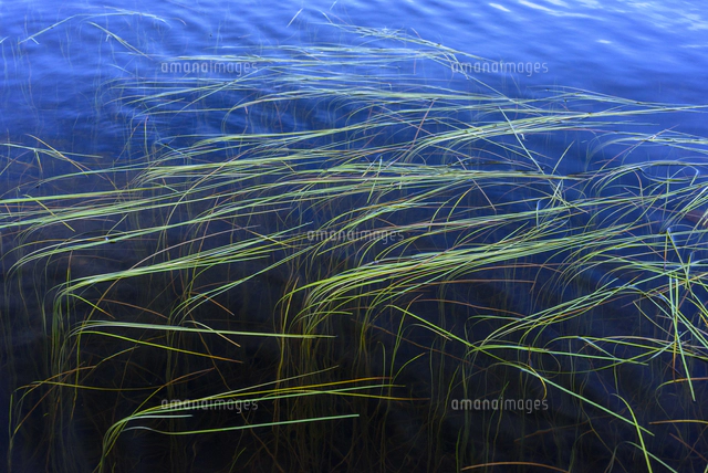 白駒の池の水面で輝く「ホソバウキミクリ」 学名：Sparganium
