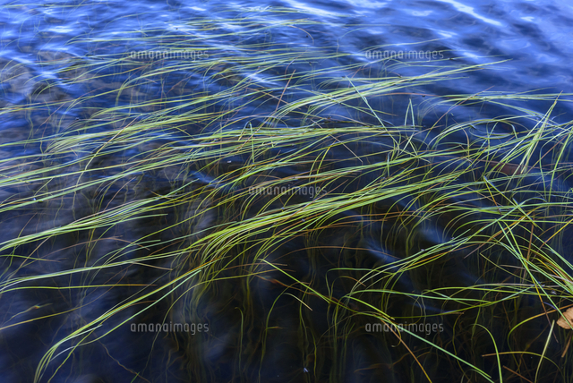 シン。ピカソの貯水池の模写 白駒の池の水面に浮かぶ「ホソバウキミクリ」 学名：Sparganium