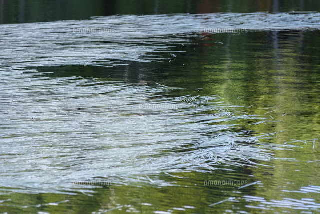 白駒の池の水面で輝く「ホソバウキミクリ」 学名：Sparganium