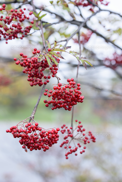 晩秋、鈴生りになった「ナナカマド」の赤い実。 学名：Sorbus commixta 