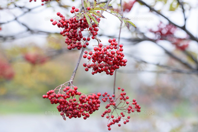 晩秋、鈴生りになった「ナナカマド」の赤い実。 学名：Sorbus commixta