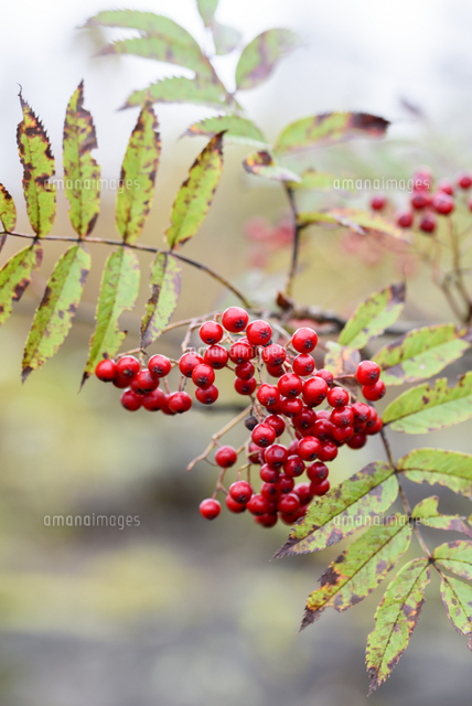 晩秋、鈴生りになった「ナナカマド」の赤い実。 学名：Sorbus commixta