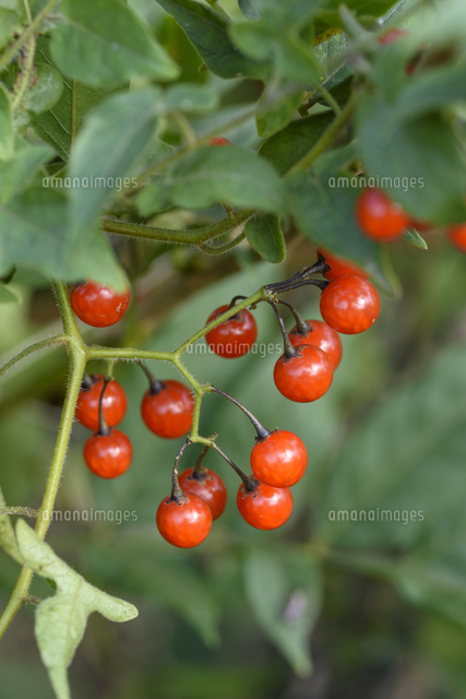 ミニトマトに似た「ヒヨドリジョウゴ」の赤い実。実は猛毒。 学名