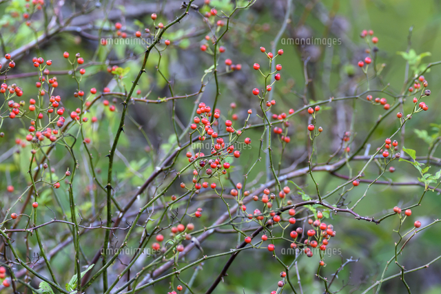 ノイバラ の赤い実 学名 Rosa Multiflora の写真素材 イラスト素材 アマナイメージズ