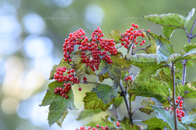 鈴なりの「カンボク」の赤い実。 学名：Viburnum opulus var