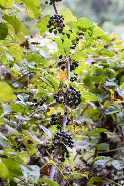 シオデ の黒い実 若芽は山菜として有名 学名 Smilax Riparia の写真素材 イラスト素材 アマナイメージズ