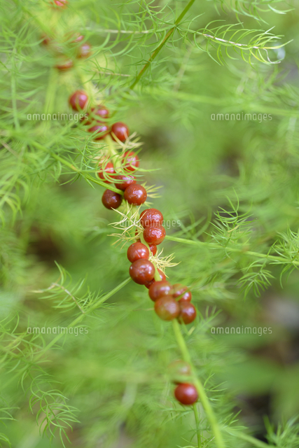 野菜のアスパラガスの近縁種 日本のアスパラ キジカクシ の赤い実 学名 Asparagus Schoberioides の写真素材 イラスト素材 アマナイメージズ