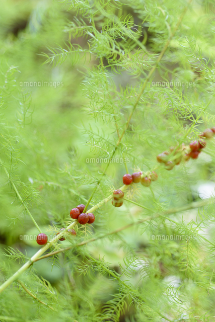 野菜のアスパラガスの近縁種。日本のアスパラ、「キジカクシ