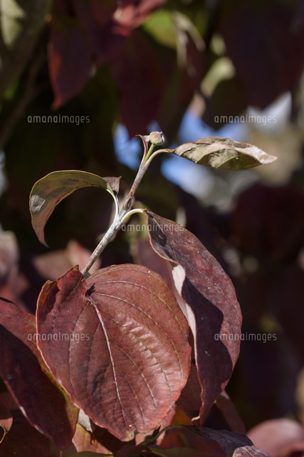 ハナミズキ の冬芽 花芽 と色付いた葉 学名 Cornus Florida の写真素材 イラスト素材 アマナイメージズ