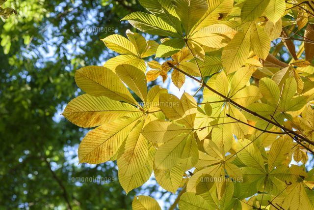 木漏れ日に透ける「トチノキ」の紅葉（黄葉） 学名：Aesculus