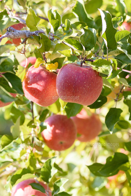 白駒の池の水面に浮かぶ ホソバウキミクリ 学名 Sparganium Angustifolium の写真素材 イラスト素材 アマナイメージズ 白駒の池の水面に浮かぶ ホソバウキミクリ 学名 Sparganium Angustifolium の写真素材 イラスト素材 アマナイメージズ