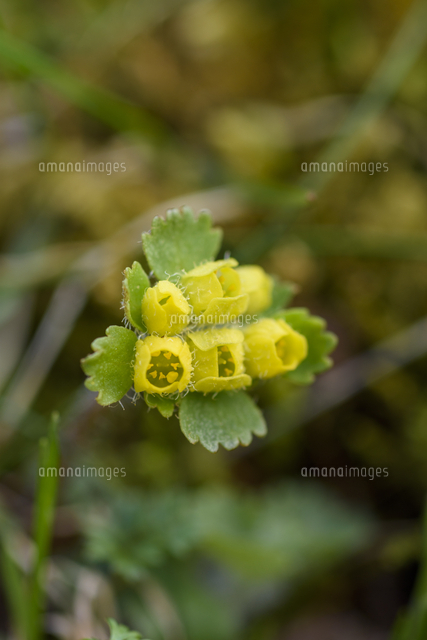 コガネネコノメソウ」の花。 学名：Chrysosplenium pilosum var