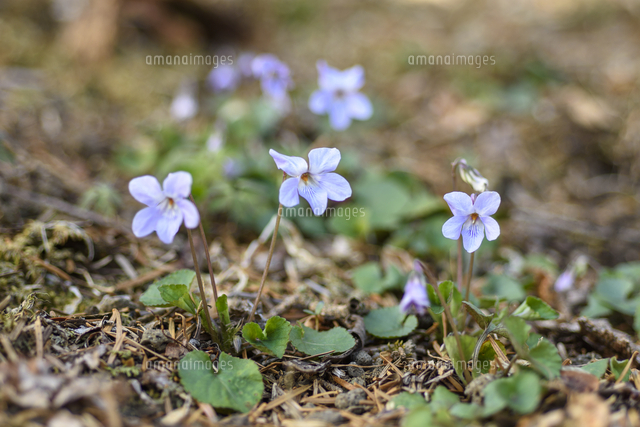 タチツボスミレ」の花。 学名：Viola grypoceras[32203010428]の写真