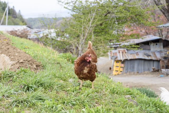 家の周りや 田んぼで平飼いされている ニワトリ 学名 Gallus Gallus Domesticus の写真素材 イラスト素材 アマナイメージズ
